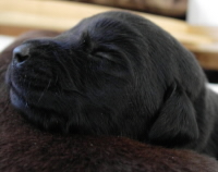 LABRADOR_PUPPY_BLACK.jpg