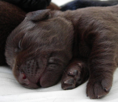 LABRADOR_PUPPY_BROWN.jpg